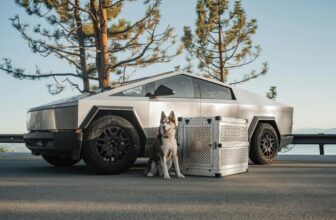 What Are the Best Tips for Road Tripping With Pets?