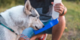 What Are the Best Pet Water Bottles for Outdoor Adventures?