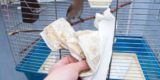 How Do You Keep Bird Cages Clean and Hygienic?